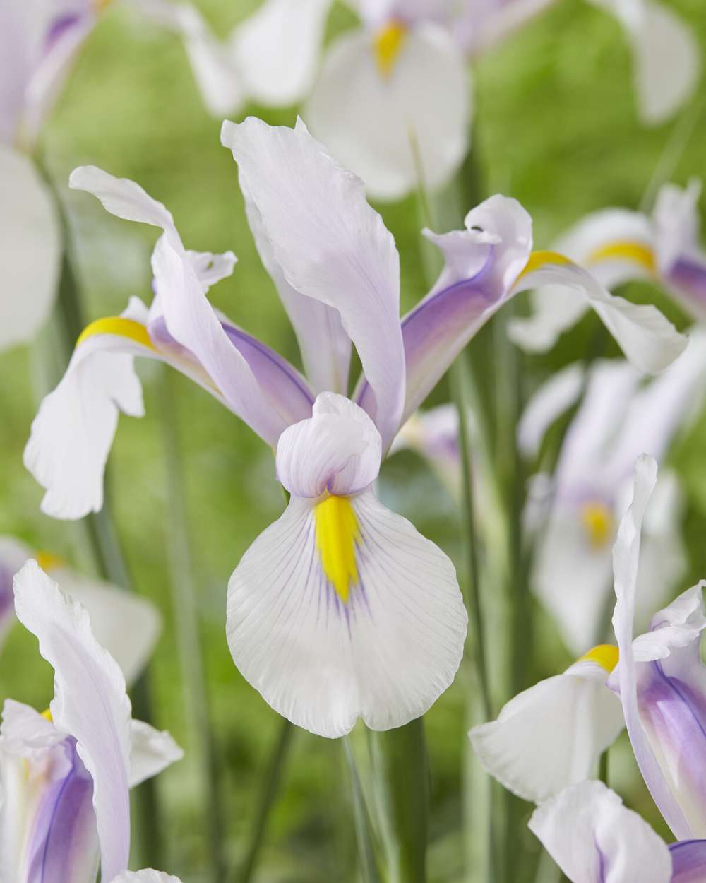 Iris hollandica 'Bronze Sensation'